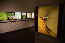 Wasp_exhibition__DSC3438